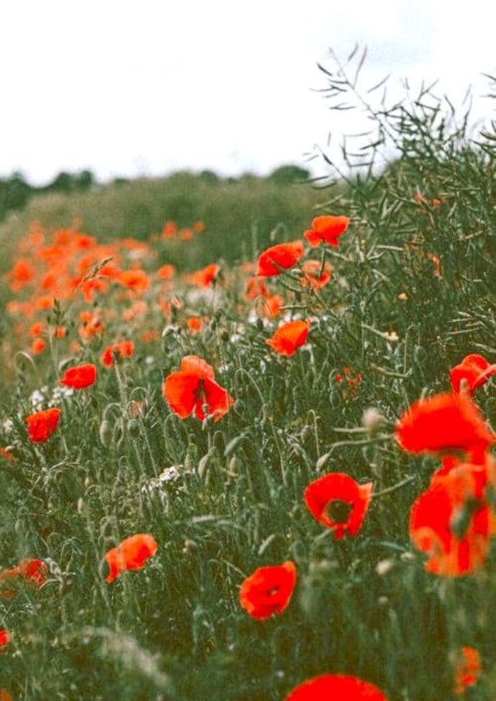 Neath Port Talbot prepares for 2024 Armed Forces Festival