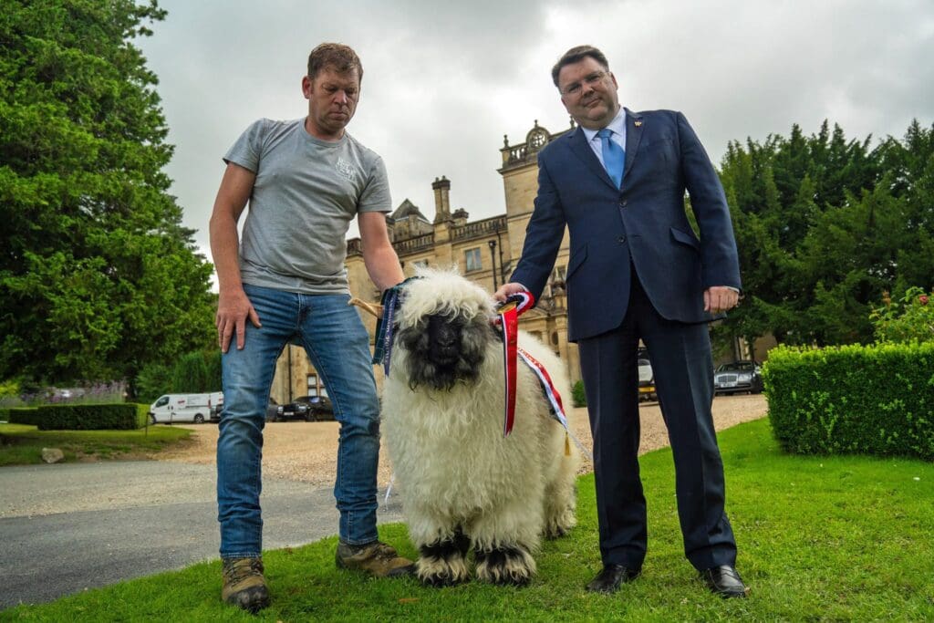 Records tumble as Palé Hall owners establish rare breed sheep flock