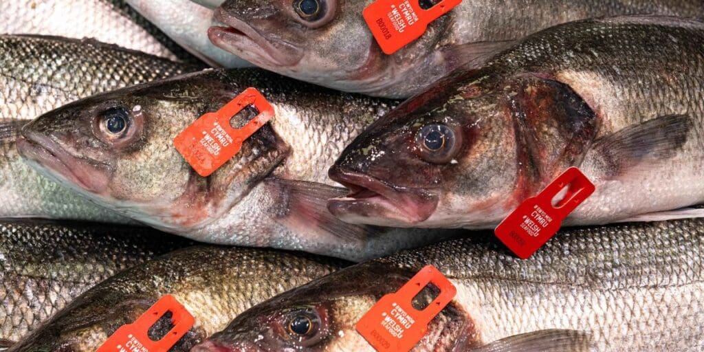 Sea bass tagging trial helps support Welsh fishing communities