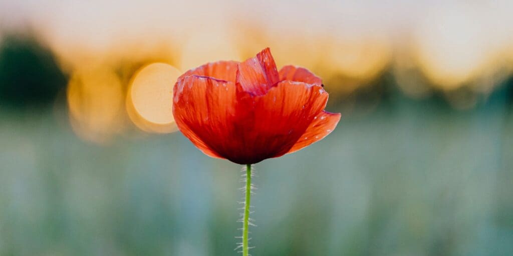 The Field of Remembrance opens in Cardiff Castle Grounds