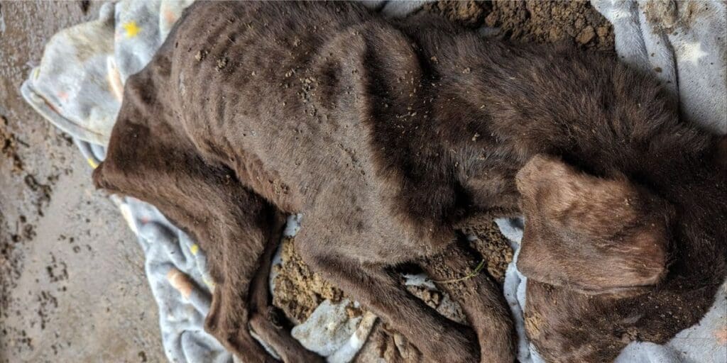 Wrexham woman banned from keeping animals after emaciated dog suffered