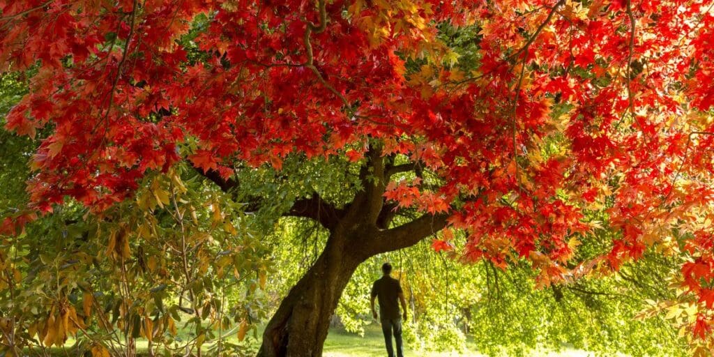 National Trust Cymru shares top spots for autumn colour near you