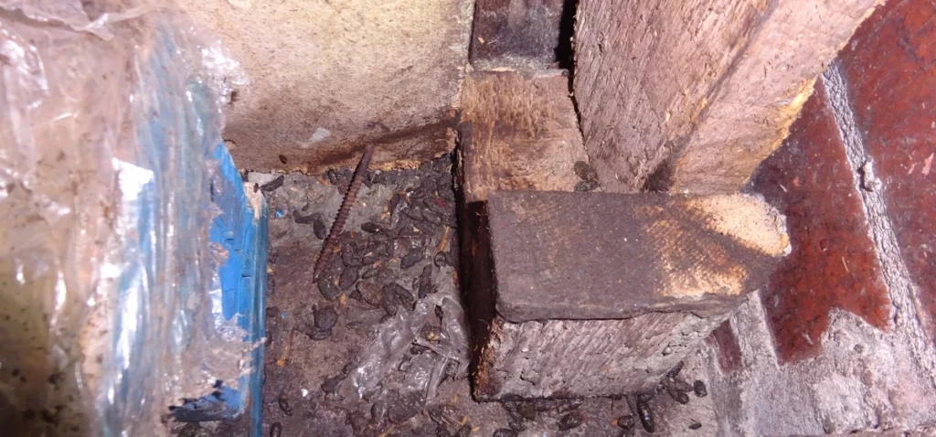 Council takes enforcement action against unhygienic food business