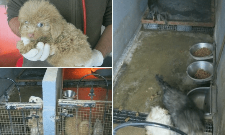 Blackwood Woman Guilty of Unlicensed Dog Breeding