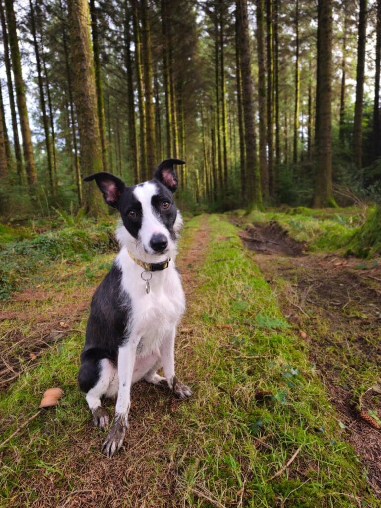 Underweight and neglected dog finds forever home