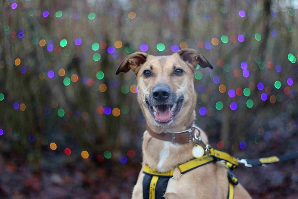 Spread festive cheer at Christmas fair for four-legged friends