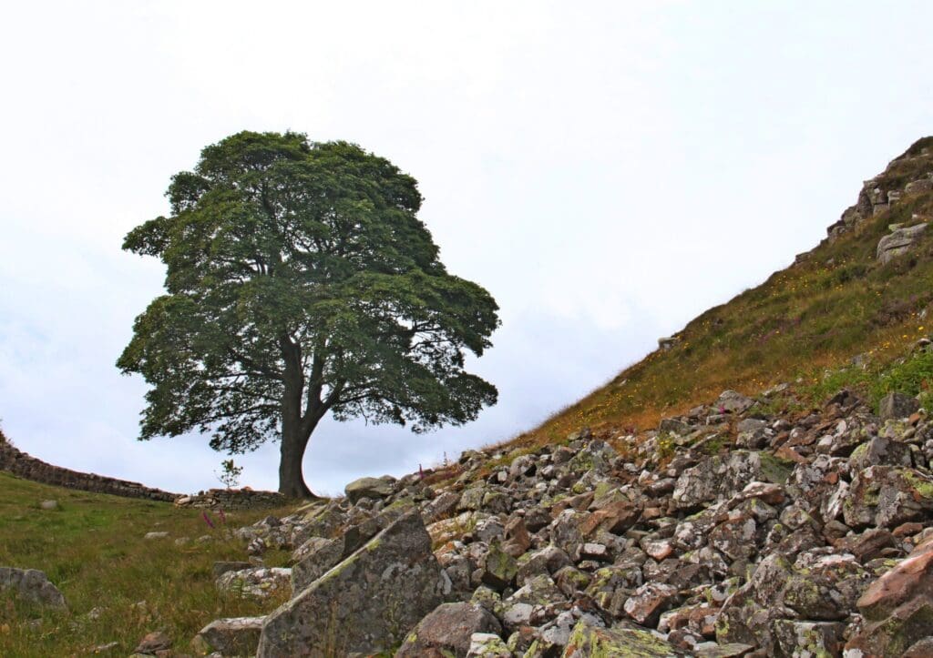 Cardiff school among 49 recipients to receive sapling from the felled Sycamore Gap Tree