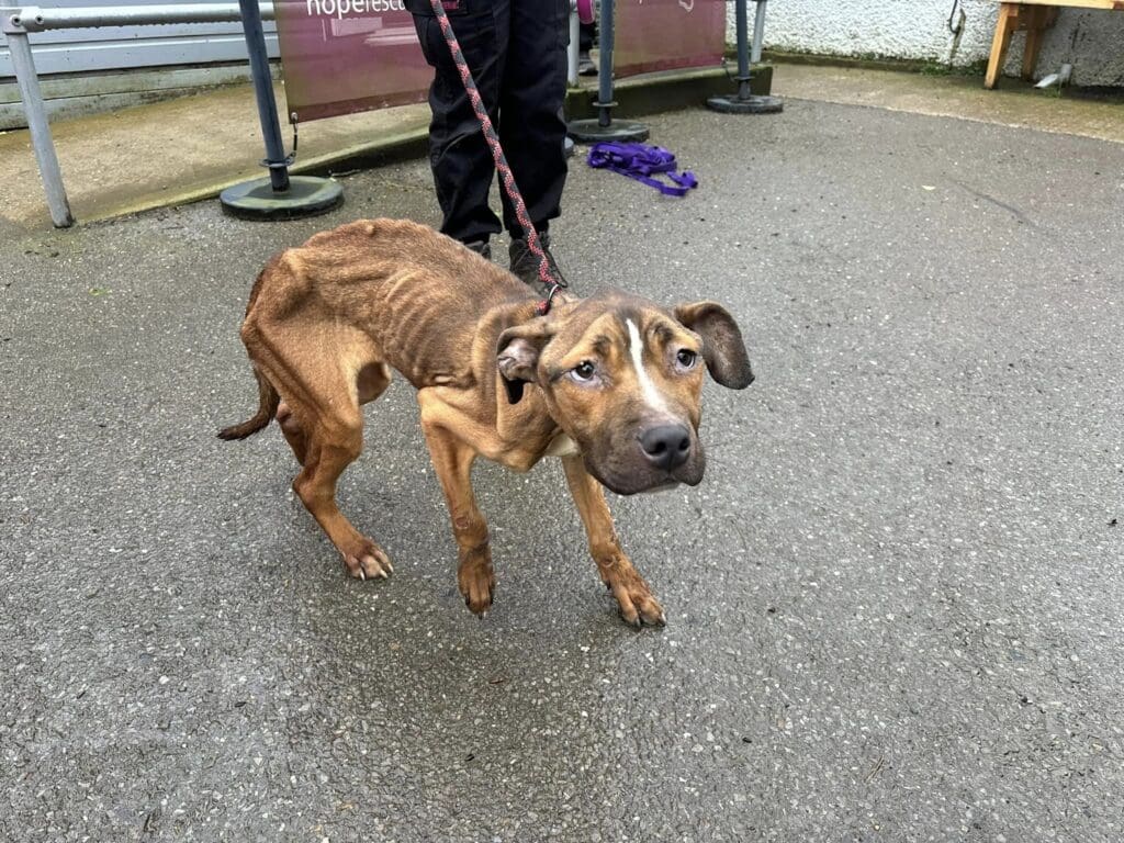 Man disqualified from keeping all animals for 10 years