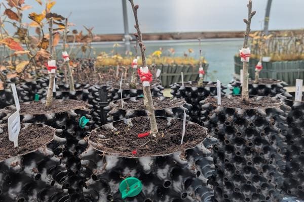 Work starts to preserve Ruthin Oak tree legacy