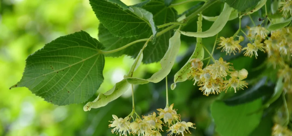 Council wins landmark prosecution in tree-felling case