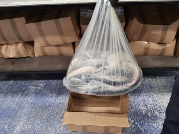 Man sentenced for smuggling endangered European eels into Holyhead