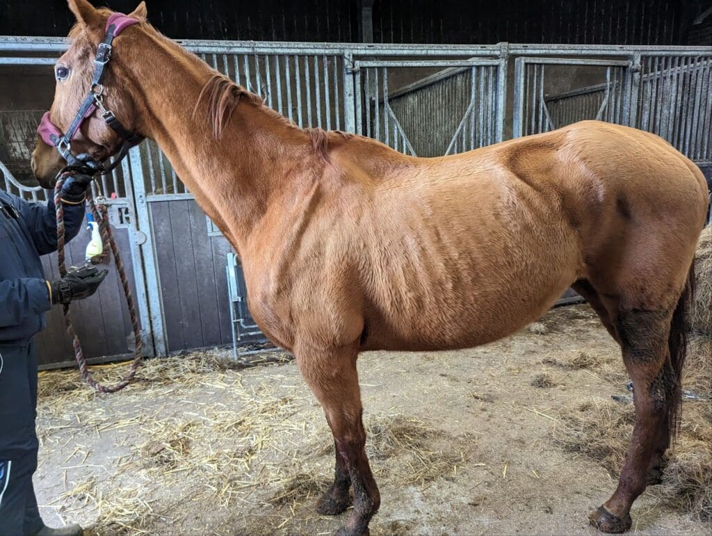 Six horses found without bedding or food in filthy conditions