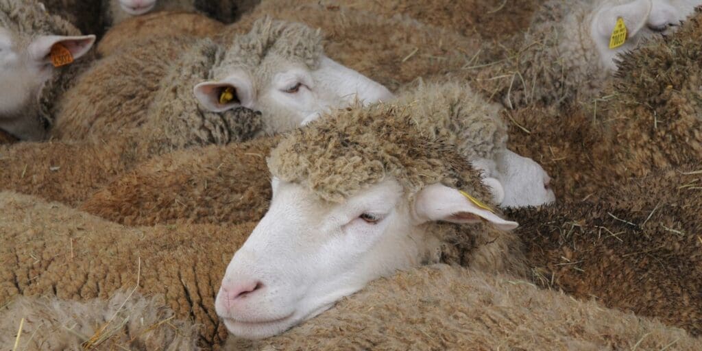 Welsh Government approves Bluetongue vaccines licence for voluntary use