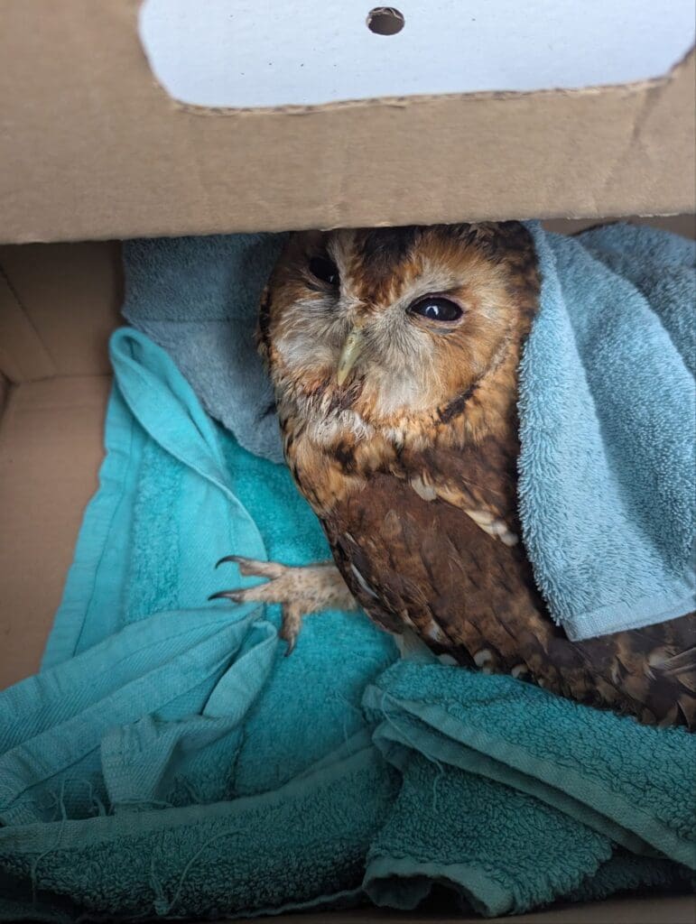 Tawny owl tangled on branch in Bedwas saved