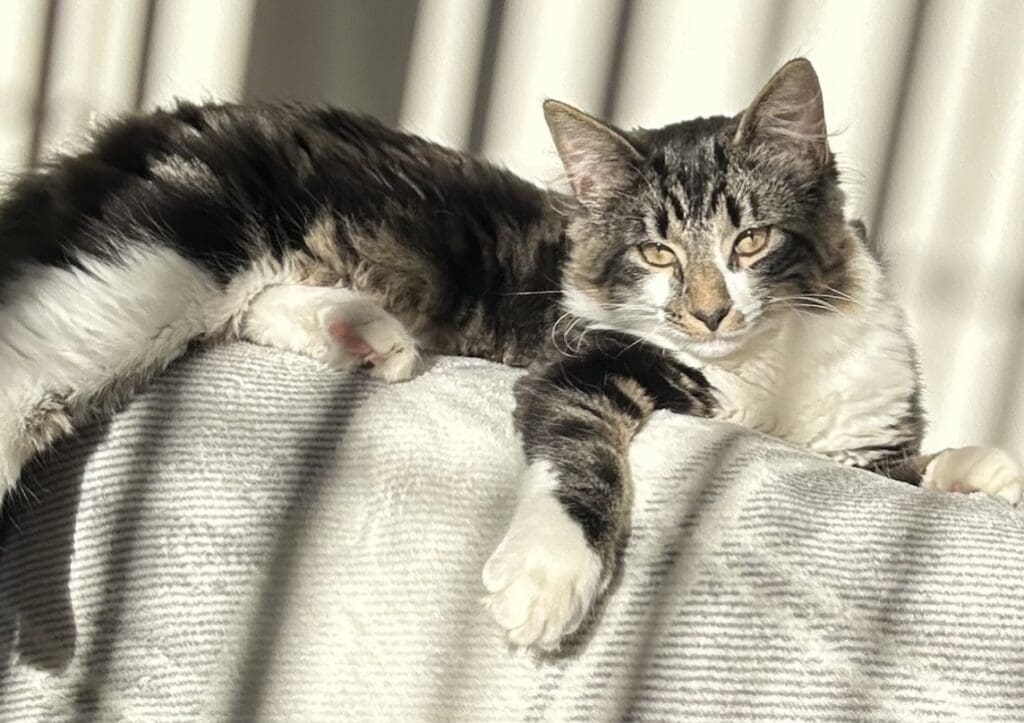 Cat’s leg amputated following air gun attack