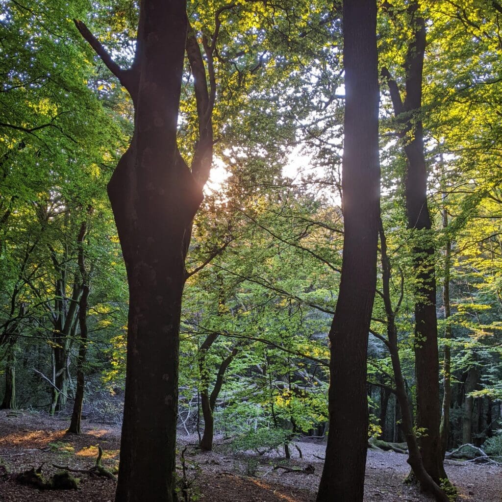 Funding secured for north Cardiff woodland protection and restoration project