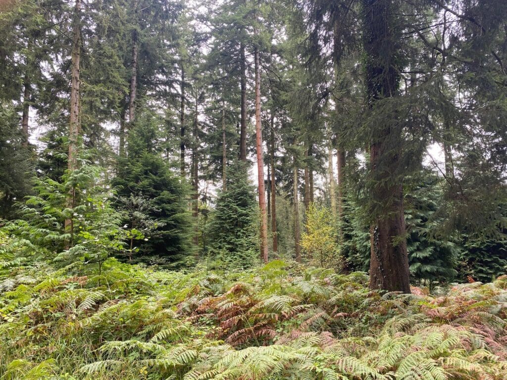 UK reliance on imported wood threatens net zero goals, new research warns