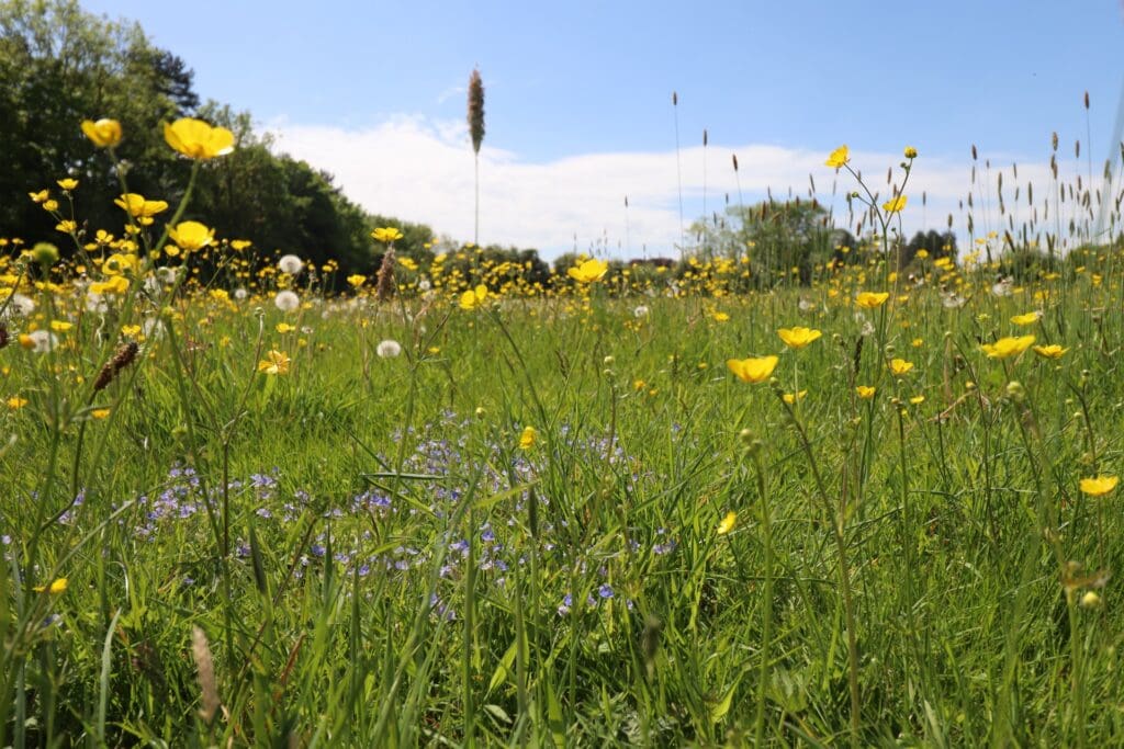 Council awarded £250,000 to tackle ecological challenges