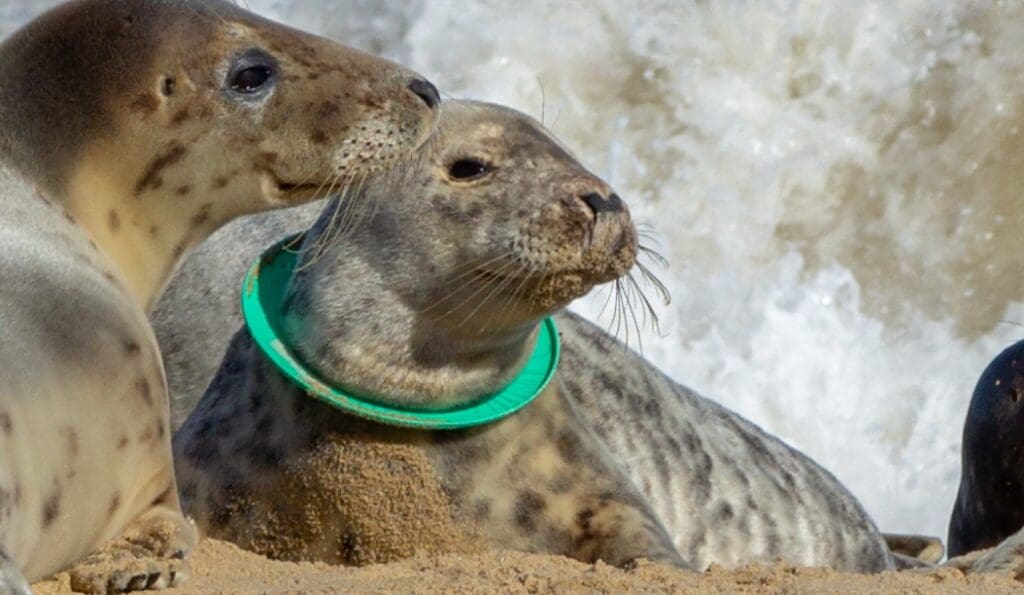 Beach-goers urged to back the ban on flying rings