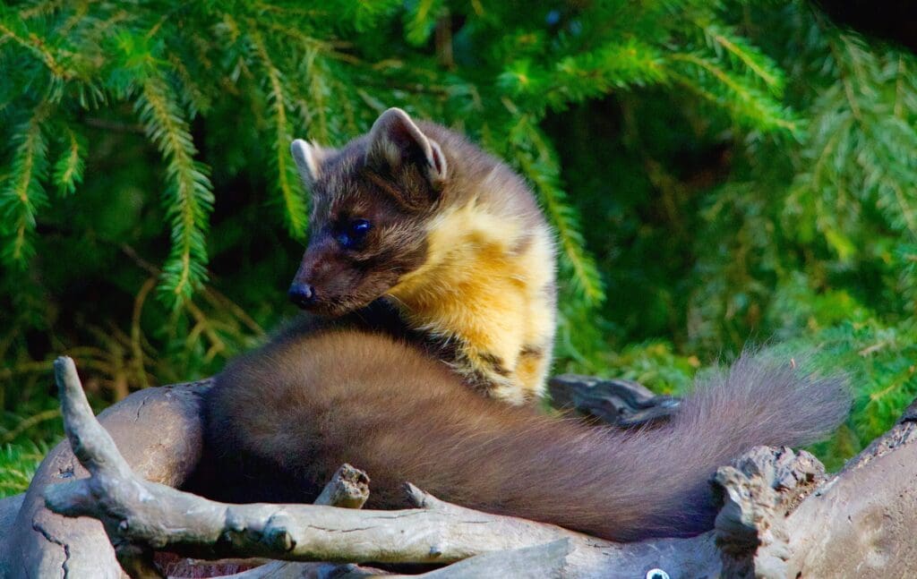 Aberystwyth scientists help monitor pine martens