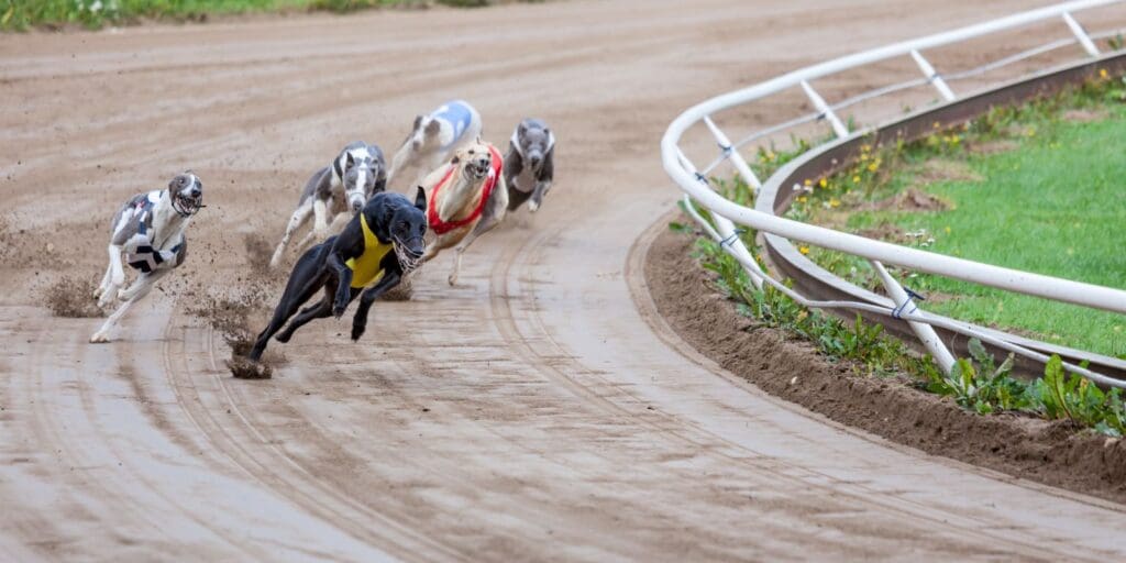 Landmark Bill introduced to ban greyhound racing in Wales