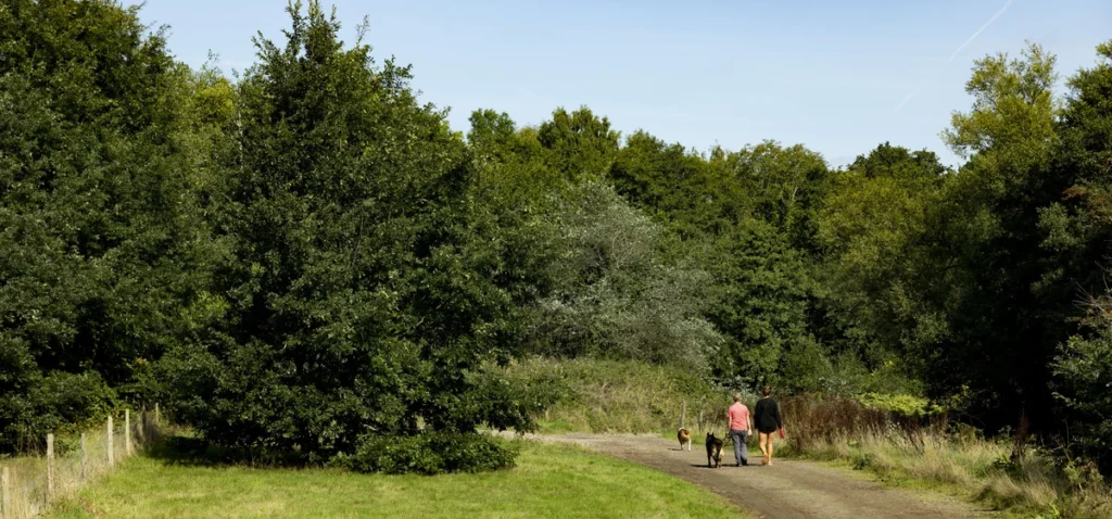 Newport asks for feedback on growth plan for city’s urban forest