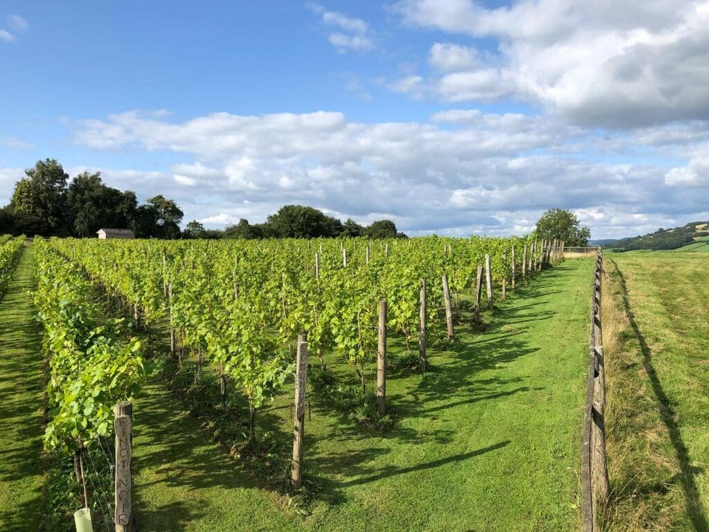 Vineyards toast to success during Welsh Wine Week 2025