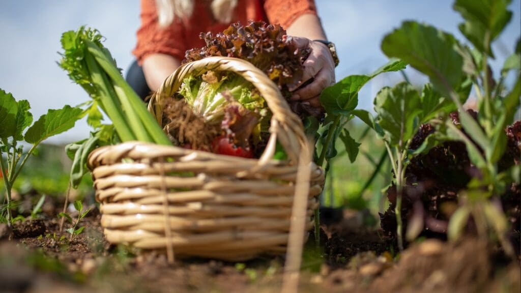 North Wales growers sought to supply fresh veg to schools