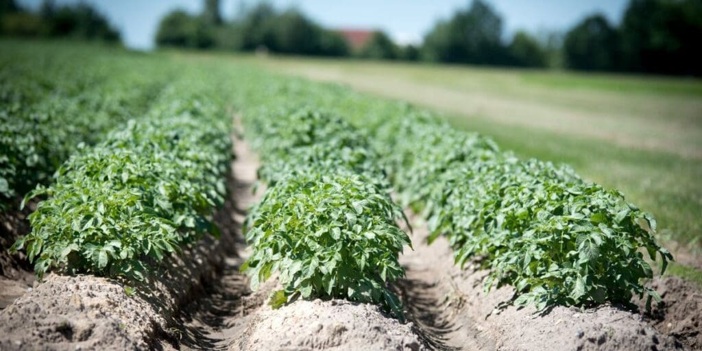 Early potato blight detection mobile app plan