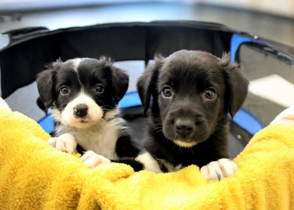 Welsh puppies needed for ground-breaking research