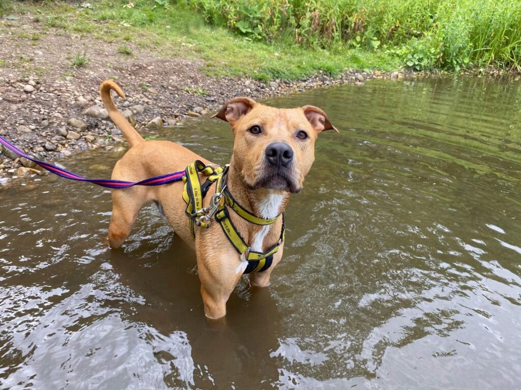 Dogs Trust warns owners across Wales of Blue-Green Algae risk amid ongoing hot weather