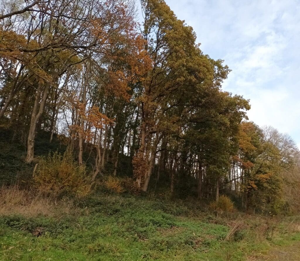 Woodland Trust secures ancient Rock Wood in Newtown for conservation