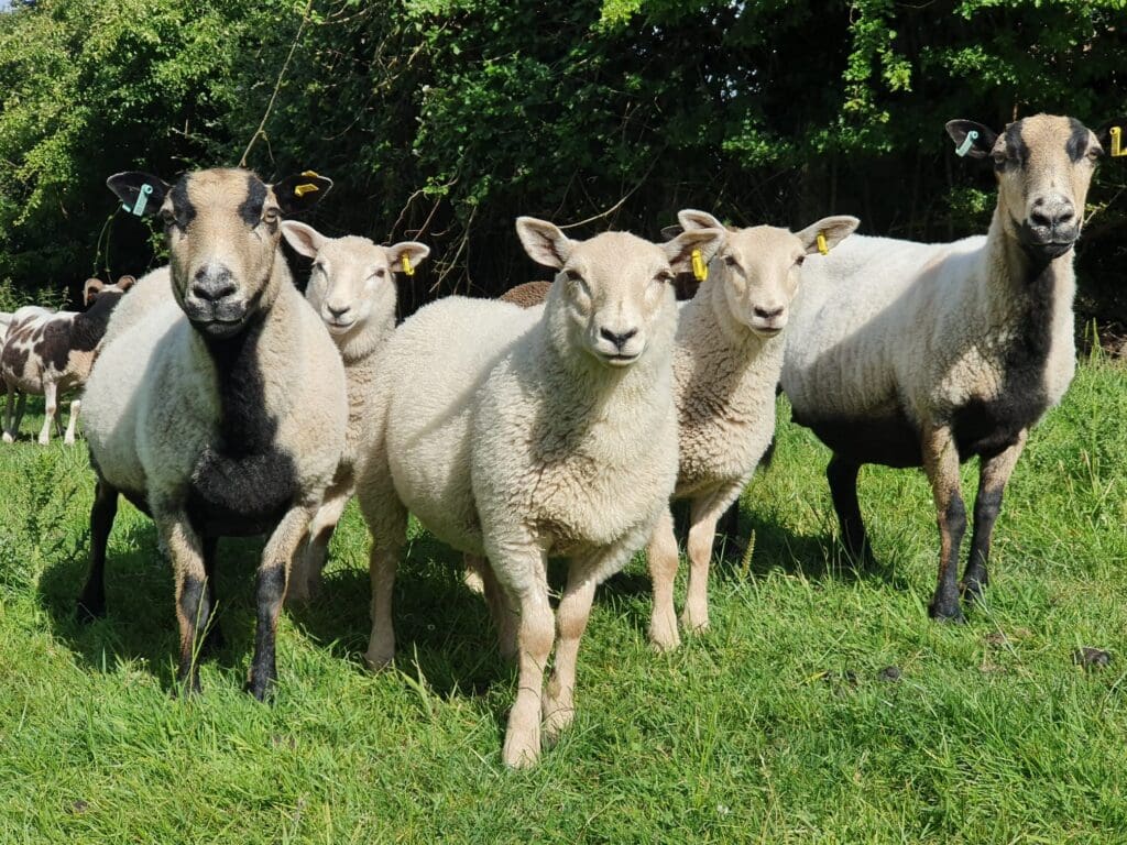 Greenmeadow Farm to reopen with new play barn, animal zones and café