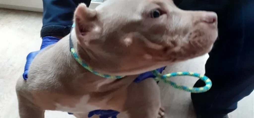 Man who caused suffering to animals is sentenced