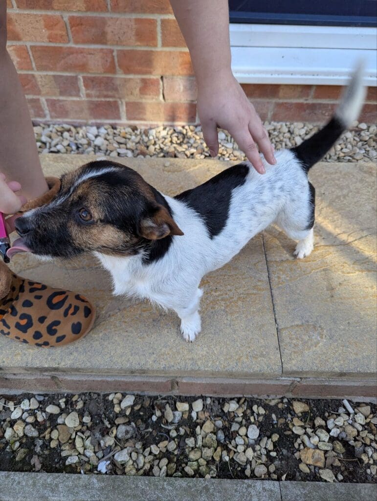 Swansea man who hits and drops dog is imprisoned for 18 weeks