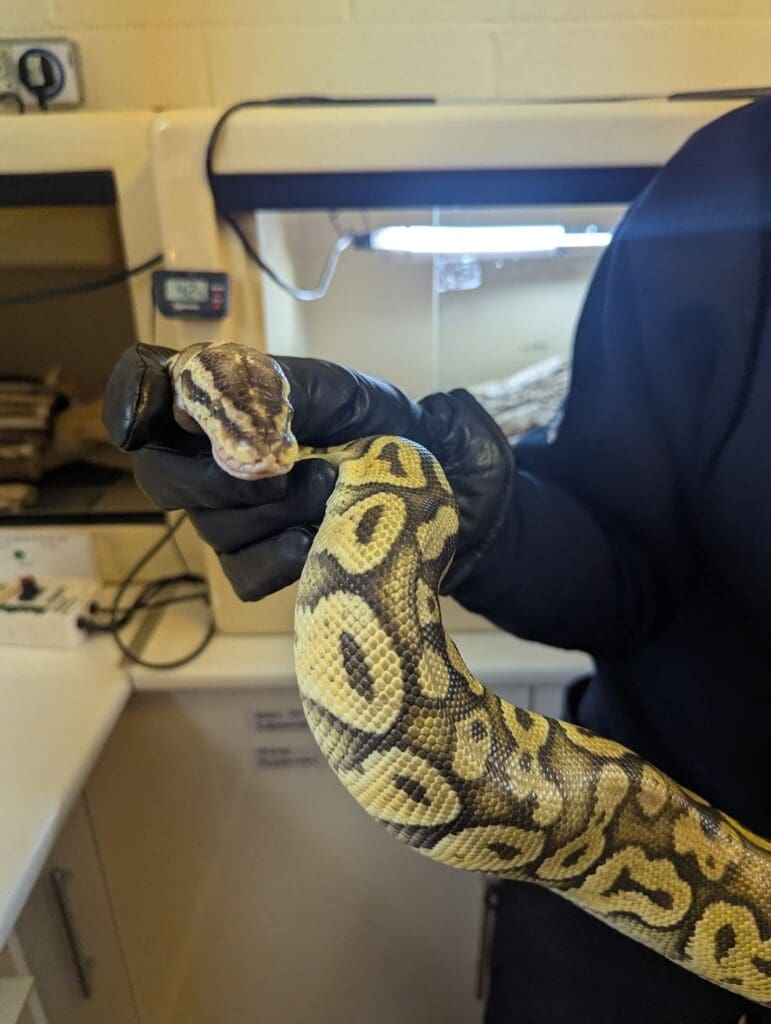RSPCA Cymru braced for summer rise in stray snake reports
