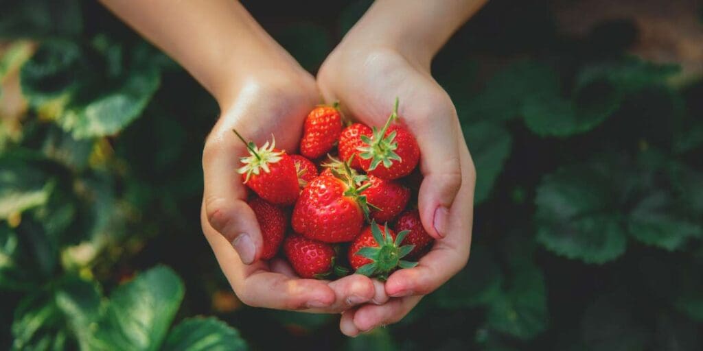 Pick your own strawberries season opens at Porth Farm