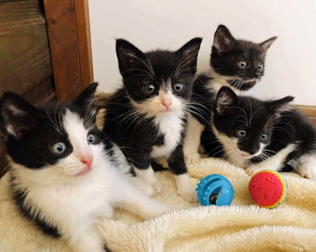 Family joins forces to save five tiny kittens abandoned in park