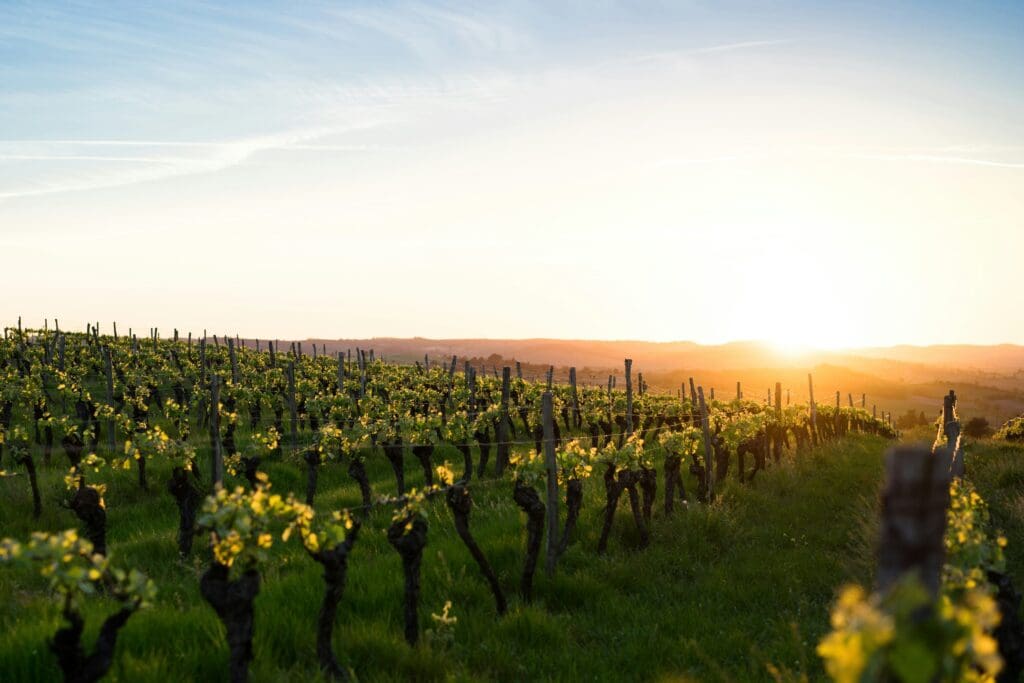 The Ultimate Wine Road Trip Through France’s Best Vineyards