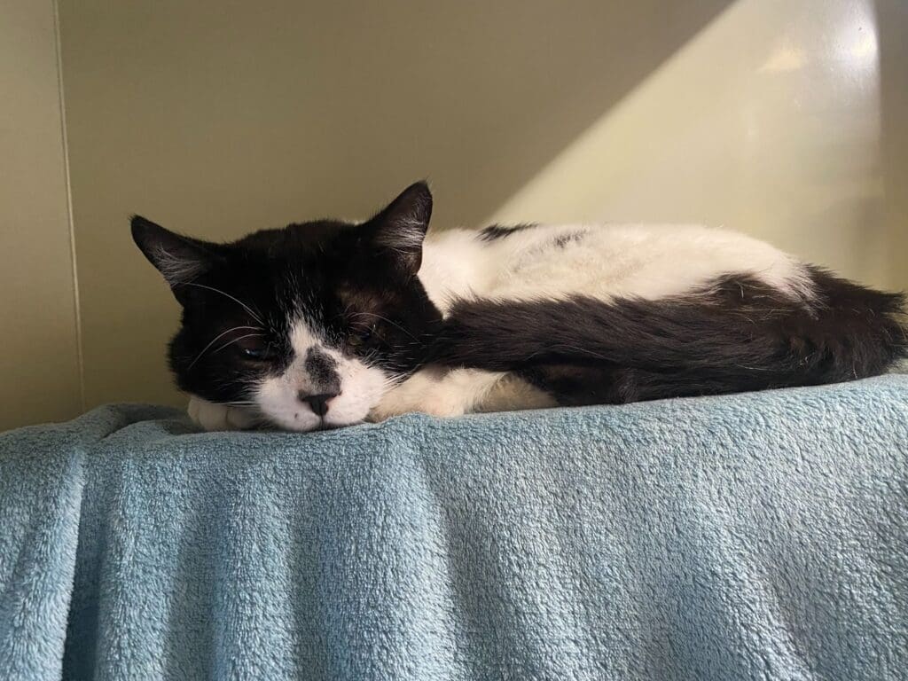 Mystery cat stowaway discovered in van after trip to Cardiff and Bristol