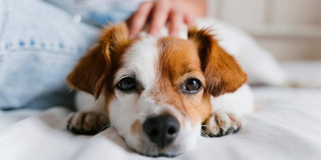 Survey reveals stigma around pet bereavement as RSPCA offers support