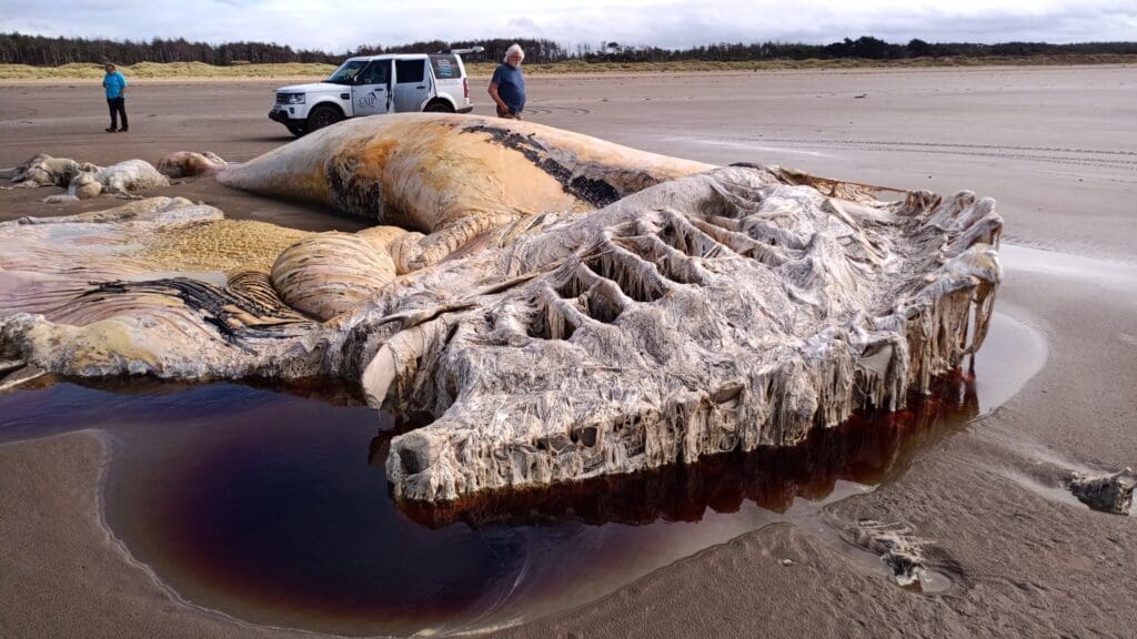 Two whales stranded on Welsh beaches in a single day