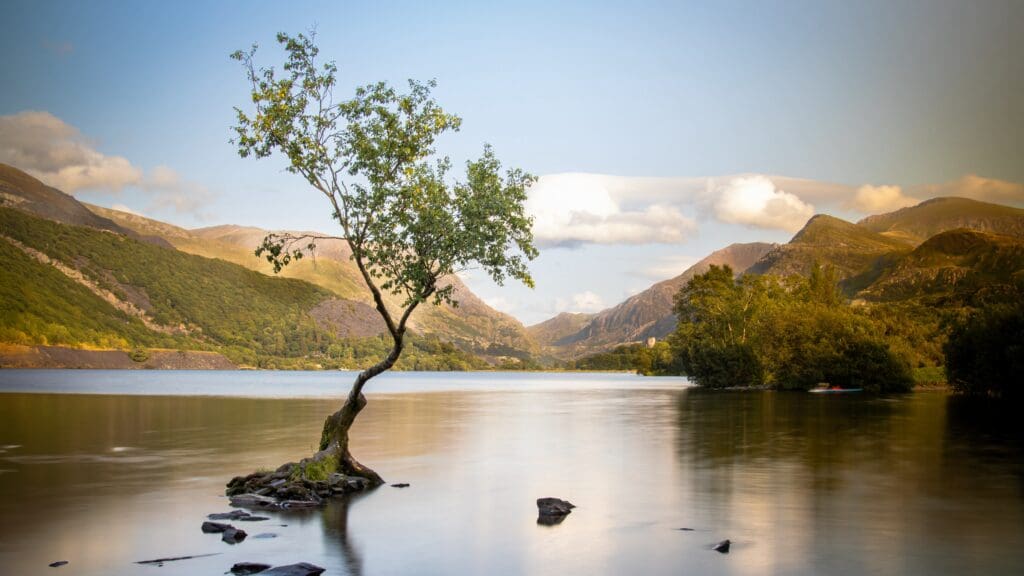 Lonely Tree of Llanberis in running for UK Tree of the Year 2025