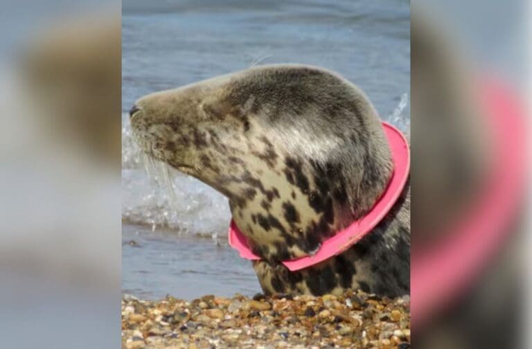 Council backs voluntary ban on flying ring toys to protect coastal wildlife