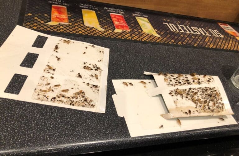 Cockroach infestation leads to closure of bar at The Royal Oak Hotel