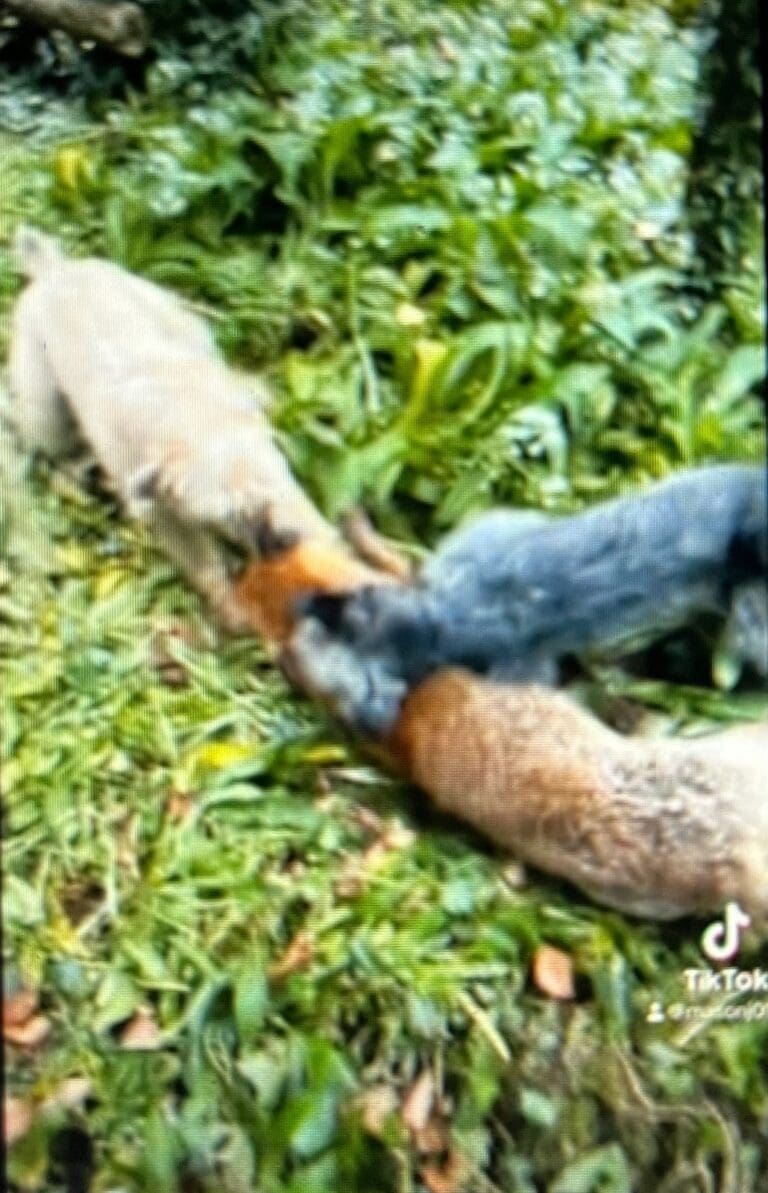 Barry man jailed for setting dogs on badgers and foxes