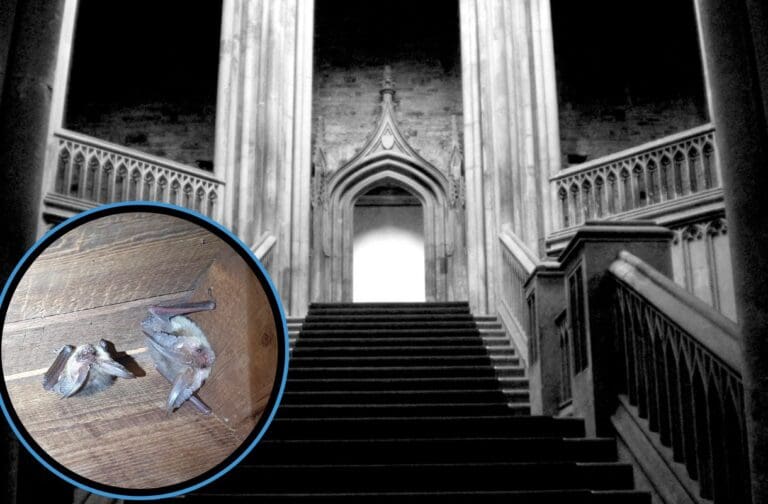 Dare to enter? Margam Castle’s new halloween event has some unexpected guests