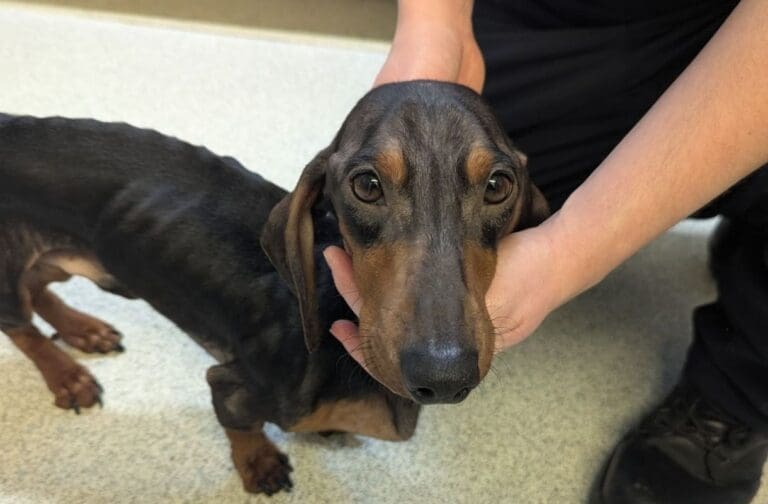 Ban for woman who left starving animals at Cardiff property