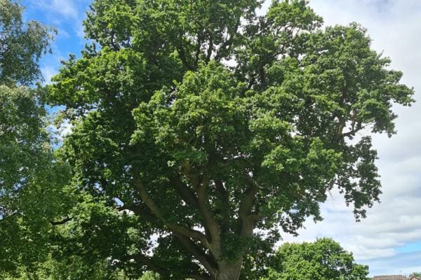 Veteran oak in Ruthin gets second life after Storm Darragh