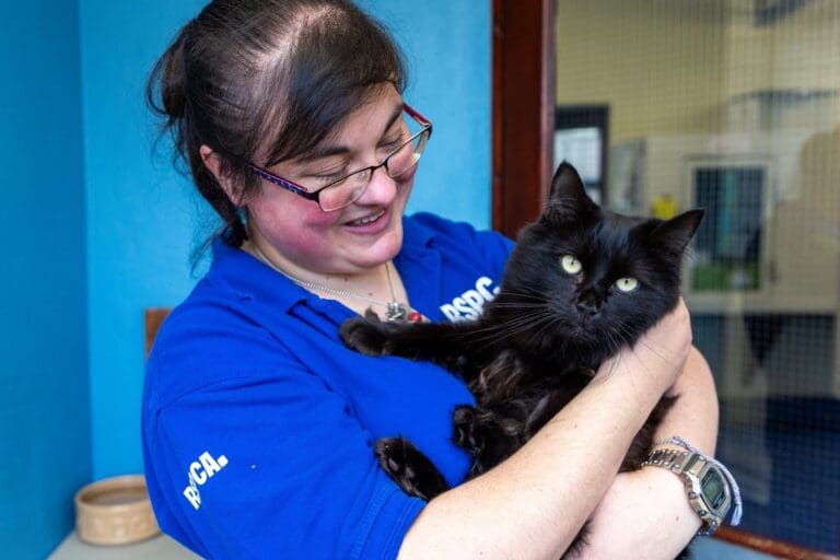RSPCA Cymru urges people to adopt as record numbers of cats wait for homes
